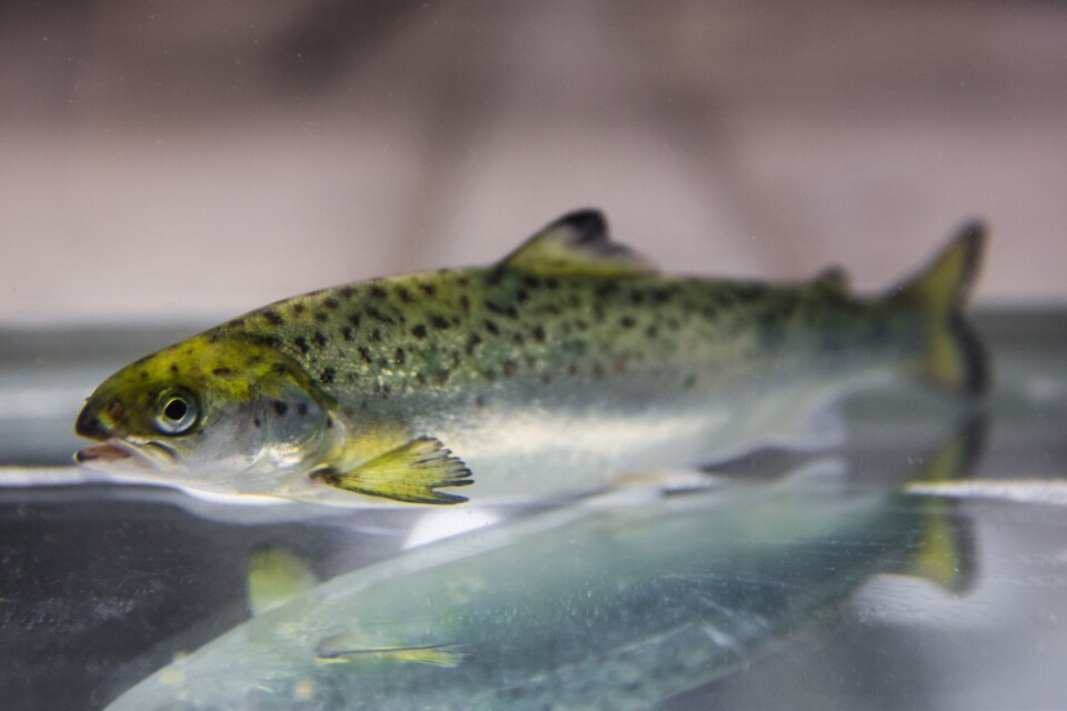 Nofima har i resirkuleringsanlegg forsket på postsmolt i svært høy vannhastighet. Resultatene er høy kondisjonsfaktor som gir en bredere fisk. Foto: Terje Aamodt, Nofima.