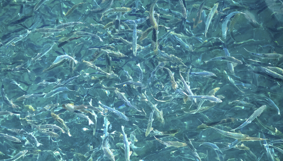 Omtrent 200 000 smolt med en gjennomsnittsvekt på 120 gram ble satt ut i bassenget.