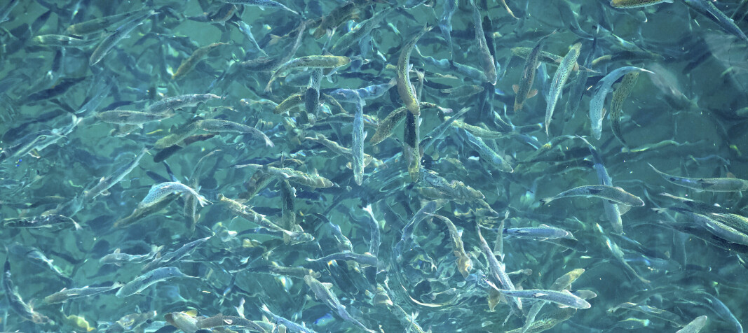 Omtrent 200 000 smolt med en gjennomsnittsvekt på 120 gram ble satt ut i bassenget til Andfjord Salmon den 25 juni 2022. Nå har den passert det første kiloet.