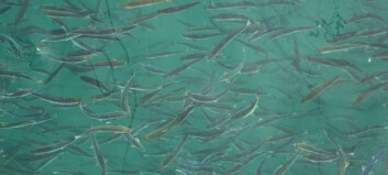 Andfjord Salmon har satt ut sine første fisk