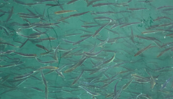 Andfjord Salmon har satt ut sine første fisk