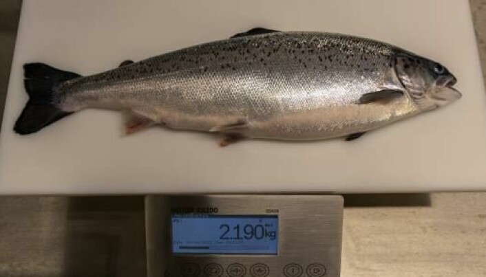 Noen av individene hos Salmon Evolution er målt til godt over 2 kg.