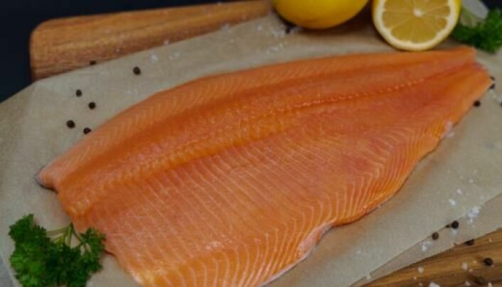Salmon Evolution er godt fornøyd med fileten fra den landbaserte fisken.