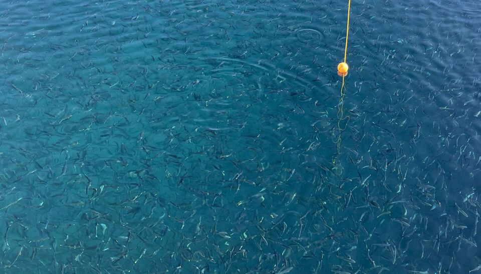 Andfjord Salmon hadde første smoltutsett lørdag 25. juni. Andfjord Salmon hadde første smoltutsett lørdag 25. juni.
