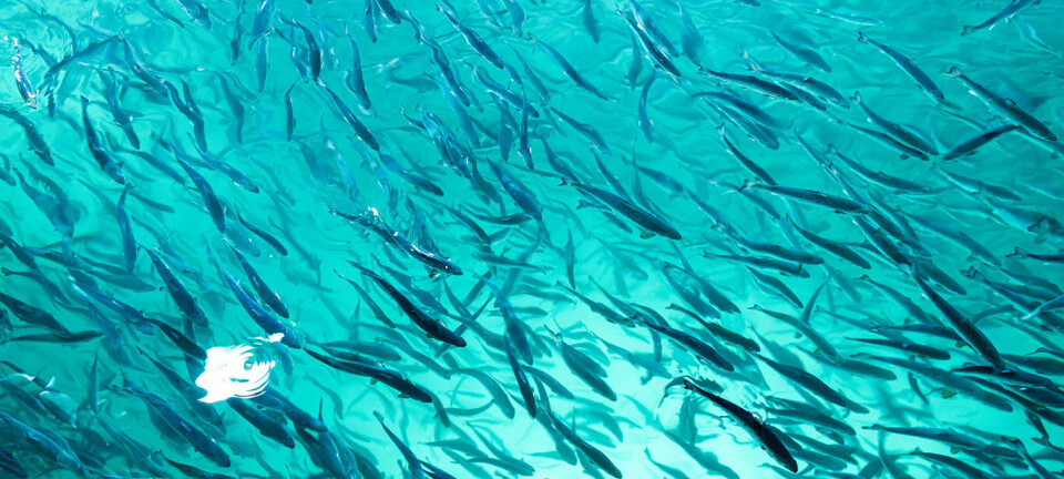 Salmon Evolution satte ut ny smolt