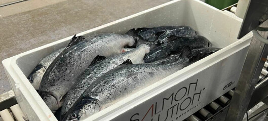 Salmon Evolution:Har gjennomført første testslakt