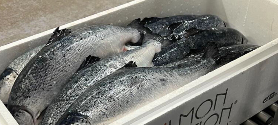Salmon Evolution:Har gjennomført første testslakt