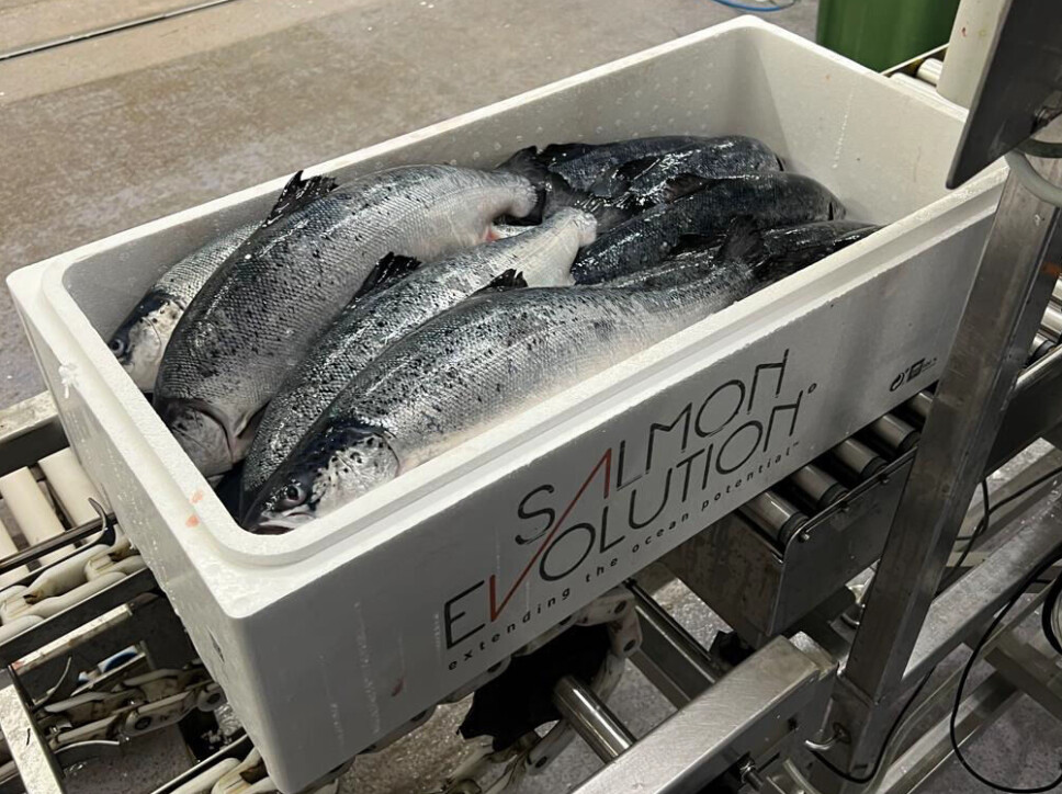 Salmon Evolution har nylig gjennomført et testslakt ved Vikenco som ifølge selskapet bekrefet at fisken er på god vei også når det kommer til smak, tekstur, fett og farge. Salmon Evolution har nylig gjennomført et testslakt ved Vikenco som ifølge selskapet bekrefet at fisken er på god vei også når det kommer til smak, tekstur, fett og farge.