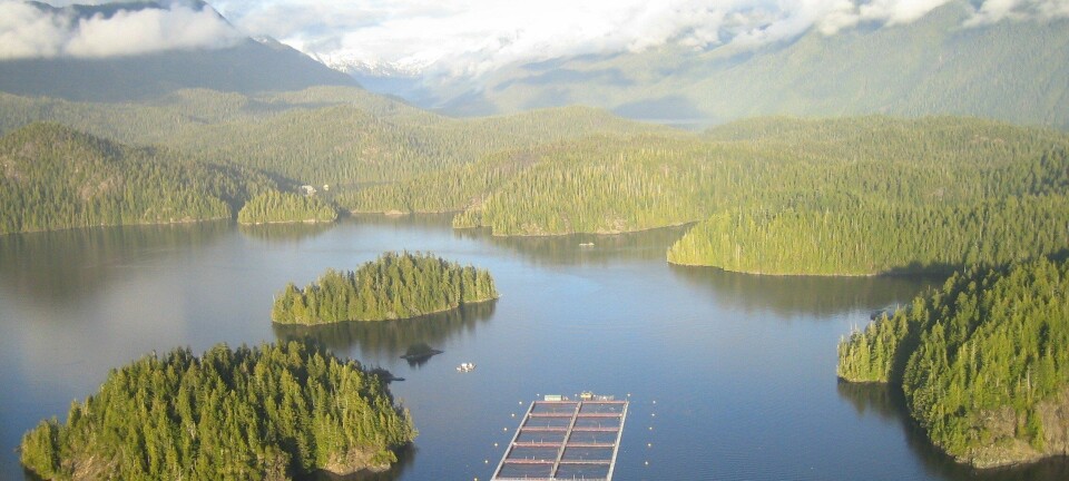 Cermaq raser mot nytt forbud: - Vi vil vurdere neste skritt