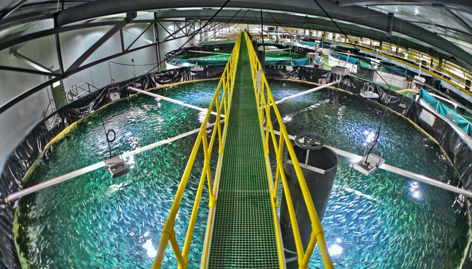 Billund Aquaculture er konkurs