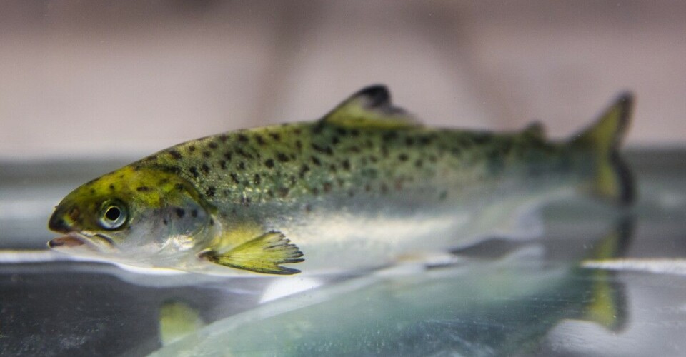 Næringen har fått et nytt verktøy, mener fiskehelseleder Gordon Richie i Mowi. Næringen har fått et nytt verktøy, mener fiskehelseleder Gordon Richie i Mowi.