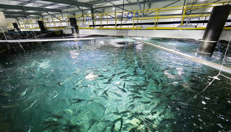 Billund Aquaculture har ikke klart å finne tilstrekkelig kapital til videre drift.