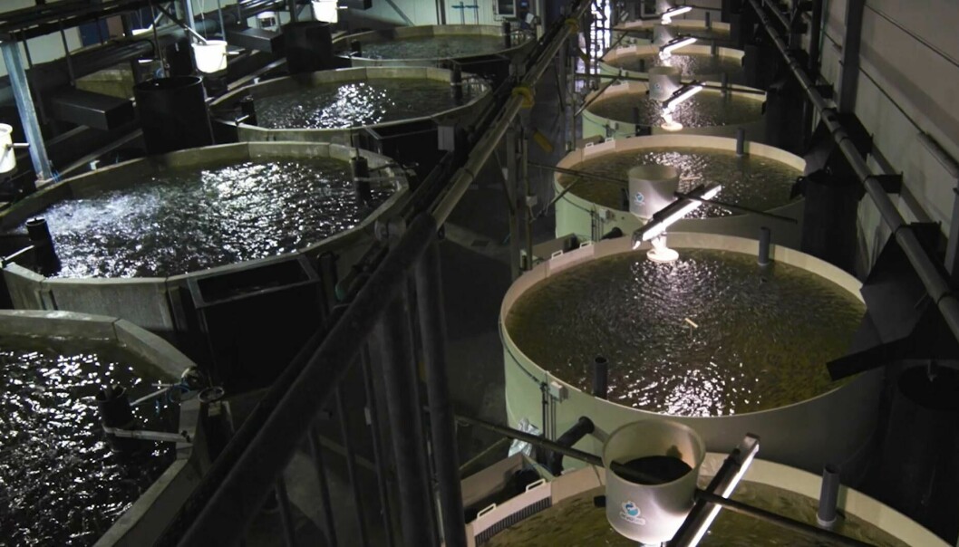 The Kingfish Company har en årlig produksjonskapasitet ved Kingfish Zeeland-anlegget i Nederland på 1500 tonn yellowtail kingfish.