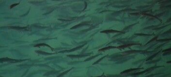 Akutt fiskedød i RAS-anlegg bekymrer forsikringsbransjen