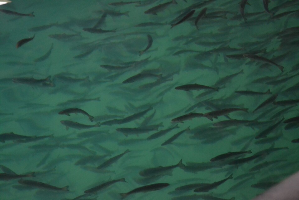 Illustrasjonsbilde av smolt/settefisk. Foto: Linn Therese Skår Hosteland / Kyst.no