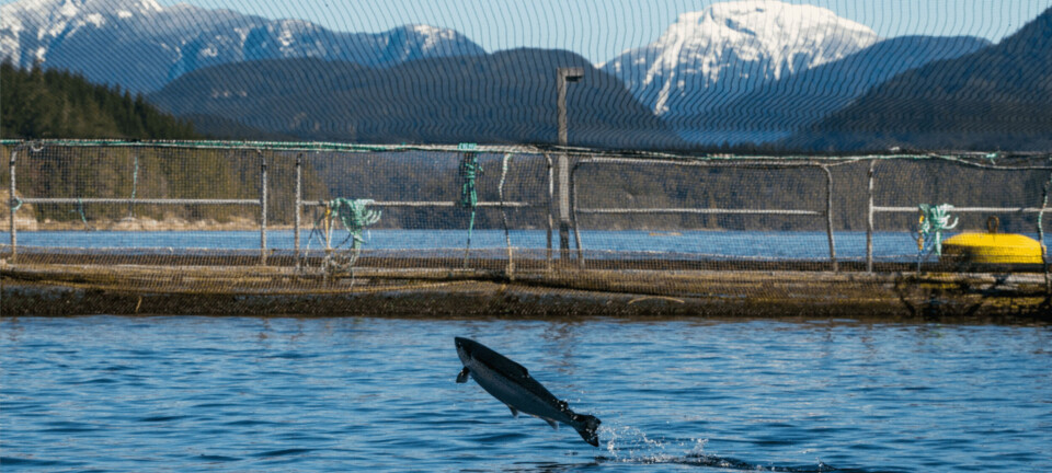 Avvikler åpne merder i British Columbia – Mowi skuffet