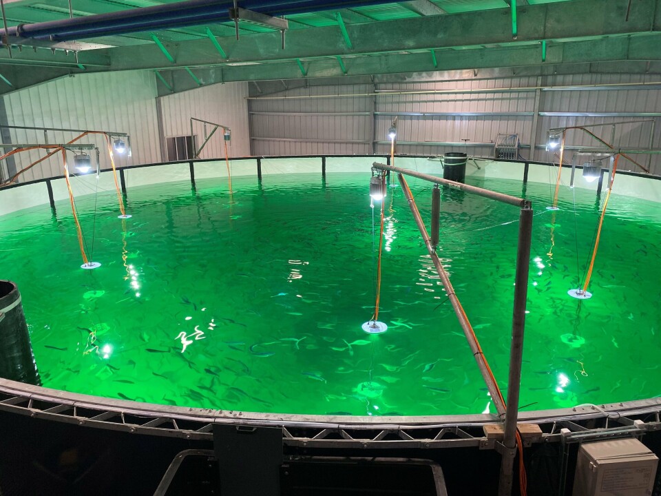 Atlantic Sapphire fikk problemer med vanntemperaturene i tredjekvartal, men økt kjølekapasitet ble installert i oktober så man fikk kontroll. Temperaturøkningen har imidlertid trigget kjønnsmodning på deler av fisken