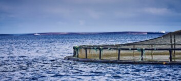 Officials recommend approval for large Orkney salmon farm