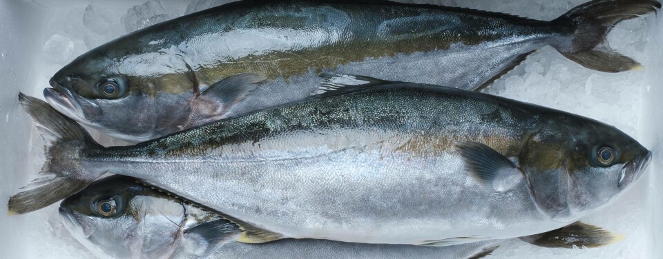Yellowtail Kingfish
