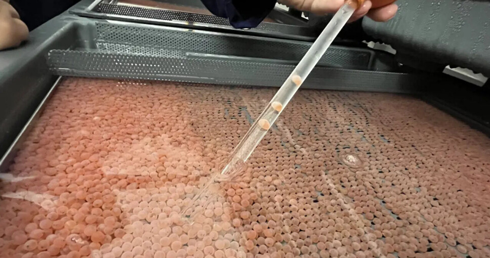 Eggene kommer fra Benchmark Genetics anlegg på Island