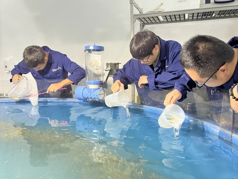 Inspeksjon av yngelen