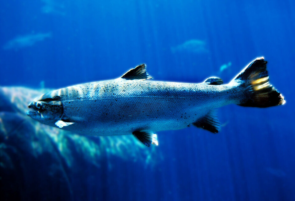 I september er fisken i snitt 402 gram. I september er fisken i snitt 402 gram.