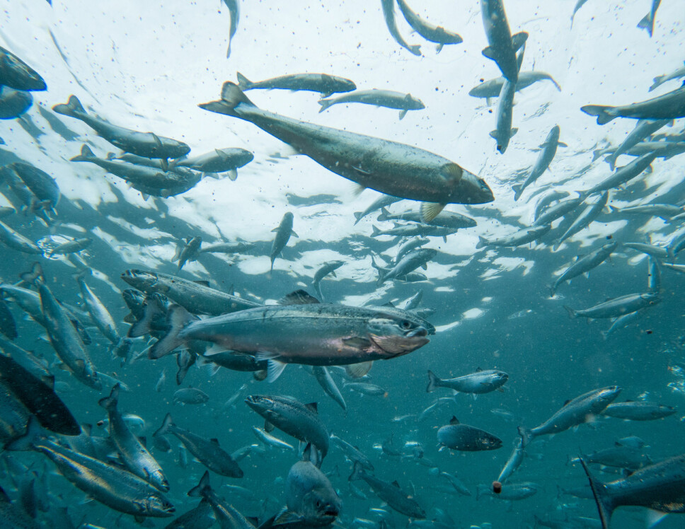 Andfjord Salmon produserer fisk ved sin lokalitet på Kvalnes, på Andøya, og satt ut sin første fisk i juni. Nå nærmer den seg halvkiloen