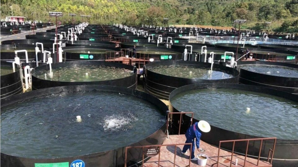 Kineserne produserer i dag kun i overkant av en halv million tonn i industrialisert fiskeoppdrett, så potensialet er stort. Kineserne produserer i dag kun i overkant av en halv million tonn i industrialisert fiskeoppdrett, så potensialet er stort.