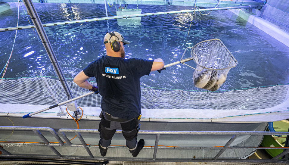 Fra produksjonen av laks i Havlandet RAS Pilot, hvor vi nå skal produsere torsk i anlegget.
