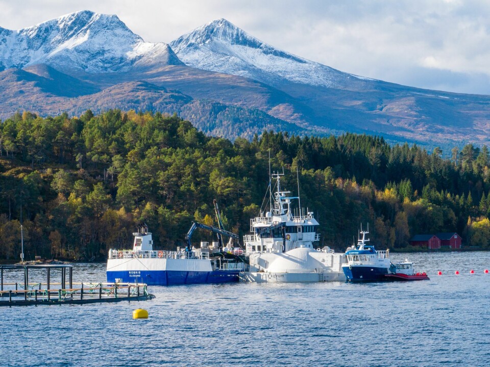 Rostein sin brønnbåt «Robris» leverte 50 000 laksesmolt fra Eik Settefisk søndag.