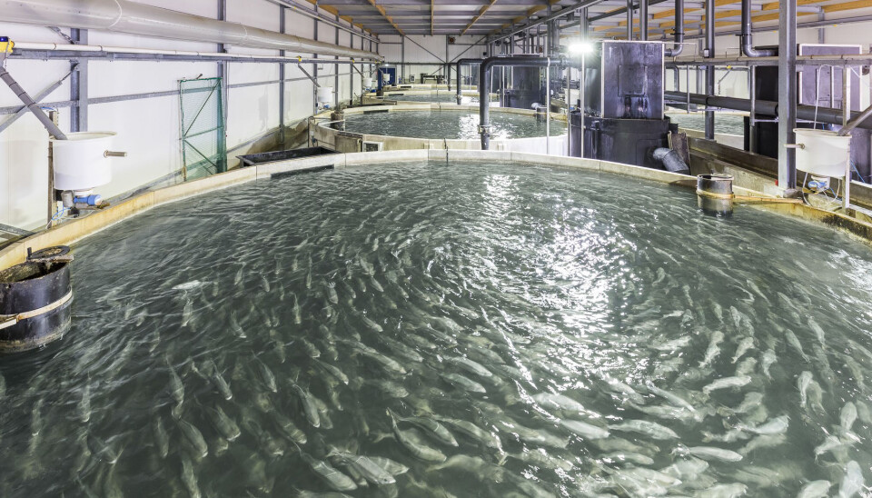 Sterk biologisk ytelse førte til rekordhøy biomasse for The Kingfish Company i Q3