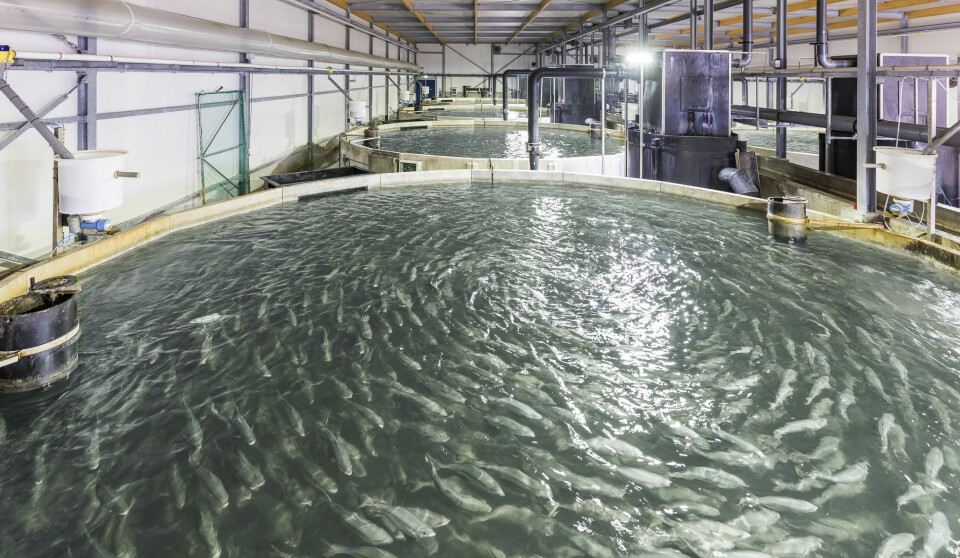 The Kingfish Company sitt anlegg i Nederland
