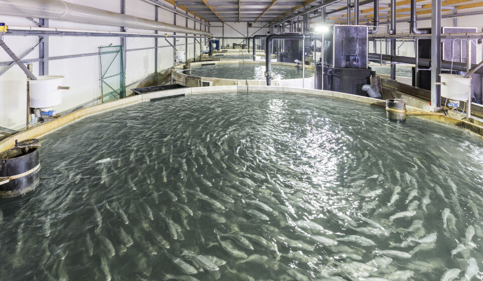 The Kingfish Company sitt anlegg i Nederland The Kingfish Company sitt anlegg i Nederland
