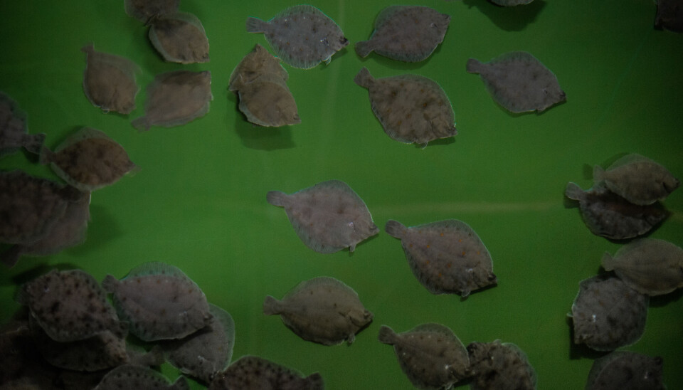 Verdens første oppdretts-rødspetter, oppdrettet av Havforskningsinstituttet.