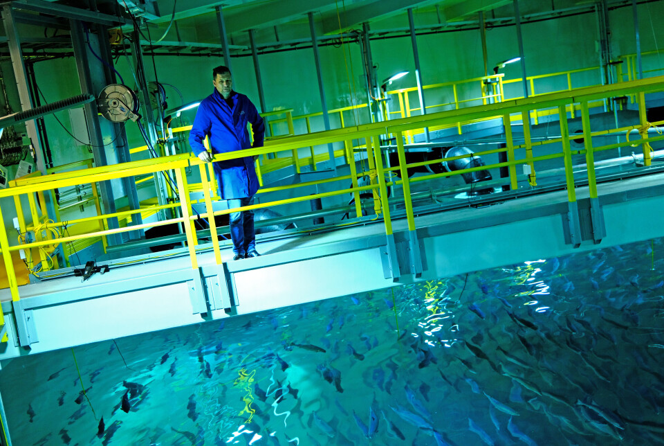 Produksjonssjef hos Salmon Evolution, Skjalg Pedersen er på et relativt sjeldent besøk inne hos laksen da LandbasedAQ var på besøk høsten 2022. – Vi prøver å la den få mest mulig fred, sier han. Det er del av en oppskrift som åpenbart fungerer.