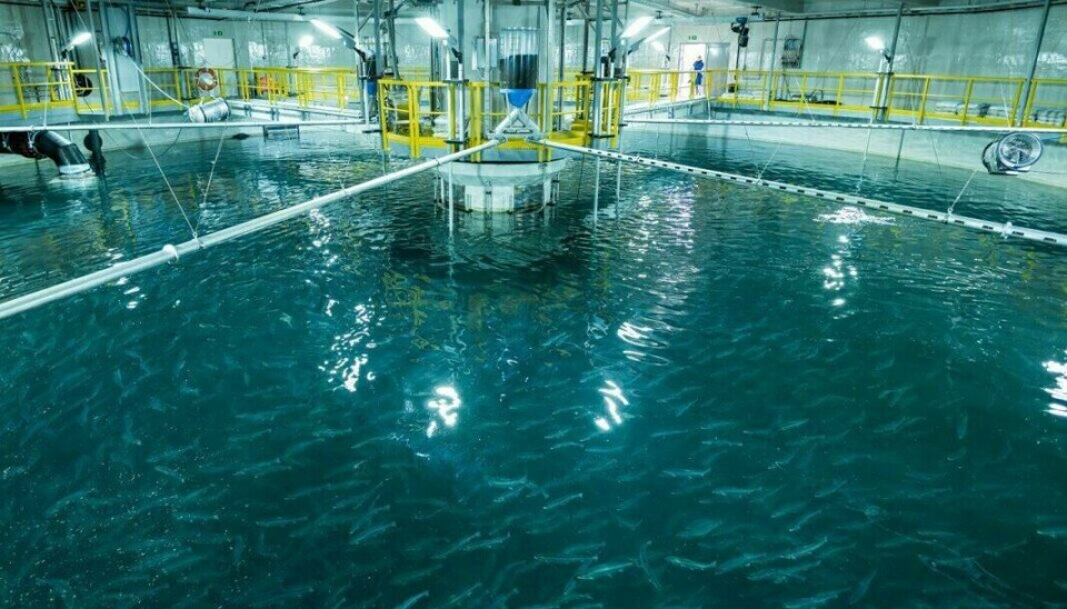 Fra en av tankene til Salmon Evolution tidligere i produksjonen Fra en av tankene til Salmon Evolution tidligere i produksjonen