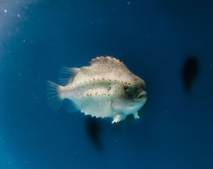 Et varsku om rensefiskens fremtid