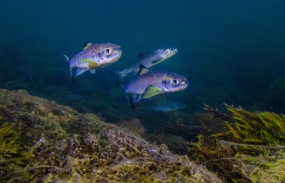 Illustrasjonsfoto. Bildet viser Vossosmolt på utvandring ved utløpet av Evangervatnet.