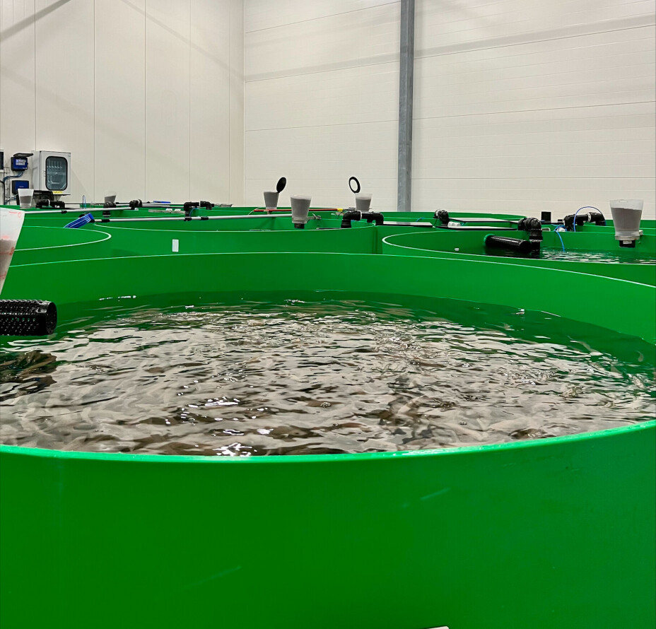 Austevoll Rensefisk har et gjennomstrømmingsanlegg som de mener fungerer like godt for torsk som for rognkjeks.