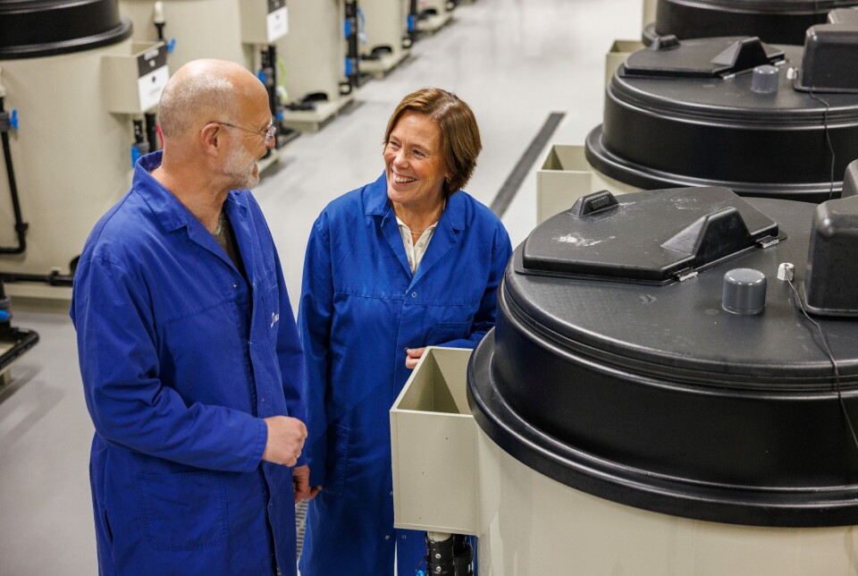 I forskningsprosjektet Temp-intens skal man blant annet se på langtidseffektene RAS-teknologi har sett mot gjennomstrømmingsteknologi på fisken.