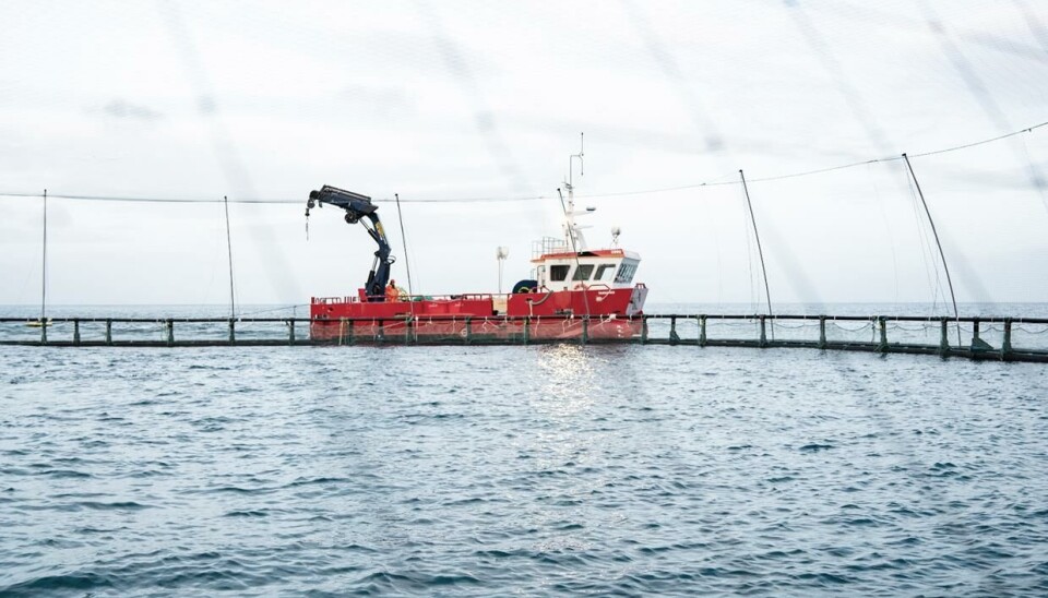 Det islandske selskapet forventer å slakte 18 prosent mindre i år sammenlignet med fjoråret.