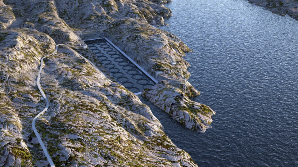 Inn i en 410 meter lang fjellhall skal Losna Seafood bygge landbasert oppdrett. Inn i en 410 meter lang fjellhall skal Losna Seafood bygge landbasert oppdrett.
