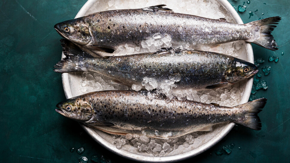 Andfjord Salmon sin fisk vokser godt og nylig har man gjennomført en smakstest som også selskapet var fornøyd med.