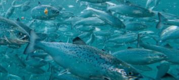 Andfjord Salmon: - Vi håndterer skottelusen godt