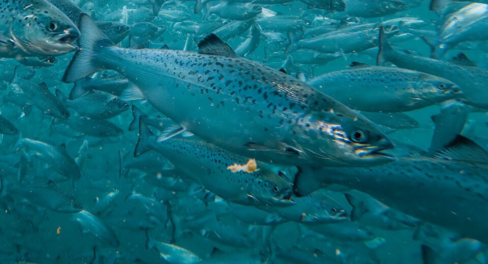 Laksen i det første bassenget til Andfjord Salmon trives ifølge en rapport. Laksen i det første bassenget til Andfjord Salmon trives ifølge en rapport.