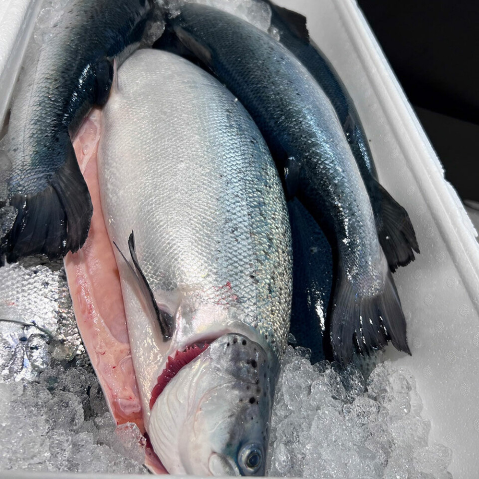 Laks fra den første produksjonsrunden til Salmon Evolution.