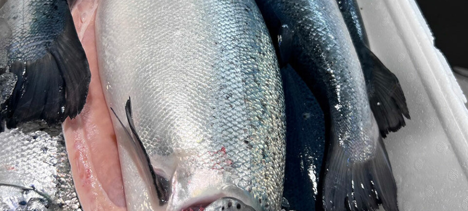Salmon Evolution med sterke tall for første slakting