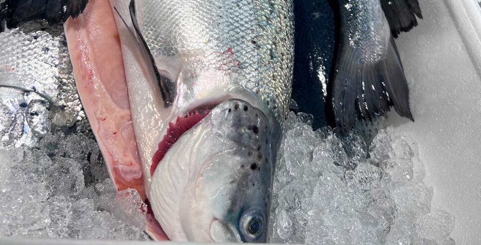Laks fra den første produksjonsrunden til Salmon Evolution.