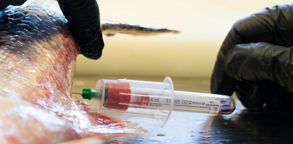 Blodprøver gir rask informasjon som i mange tilfeller har høy treffsikkerhet, men på fisk brukes det i svært liten grad. Det ønsker man å gjøre noe med.