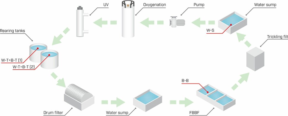 Skjematisk presentasjon av RAS overvåket i studien. Prøvepunkter for RAS-mikrobiota er vist som røde linjer: vannprøver fra hver av to oppdrettstanker (W-T), biofilmprøver fra overflaten av veggene til to oppdrettstanker (B-T), vann fra sumpen nedstrøms biofilteret og avgasseren og oppstrøms UV (W-S), og biofilm (B-B) fra biofilteret med fast sjikt (FBBF). UV-desinfeksjonen var på full flyt. Illustrasjon av Mats Mulelid, SINTEF Ocean.